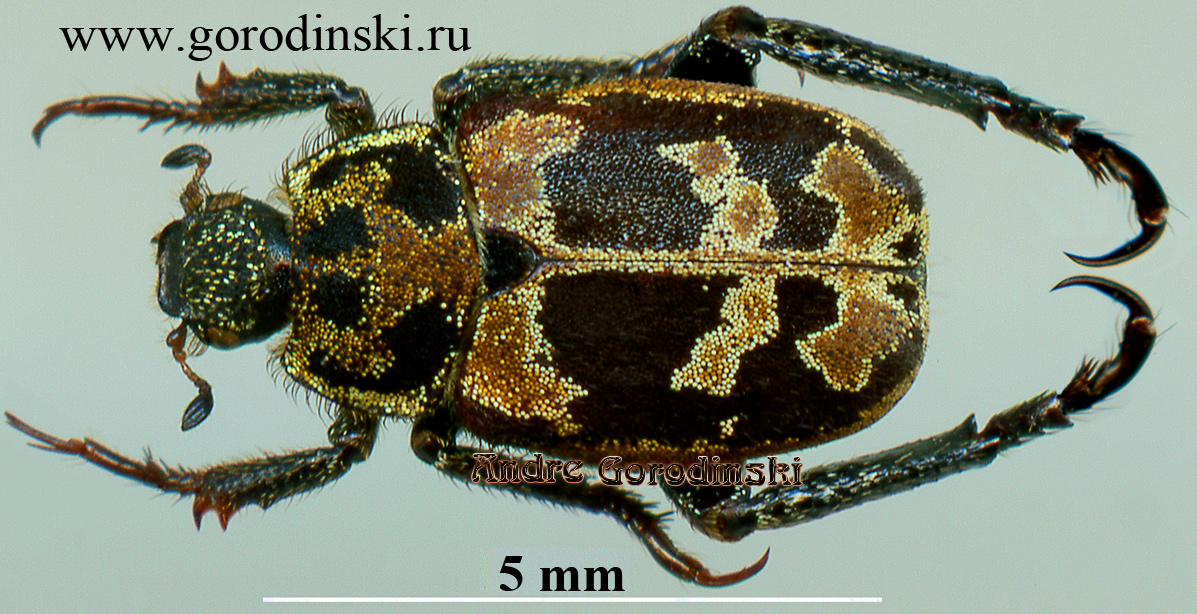 http://www.gorodinski.ru/scarabs/Hoplia hirticollis.jpg